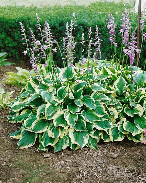 Hosta x fortunei 'Aureomarginata', Gelbrand-Funkie, ca. 11x11 cm Topf