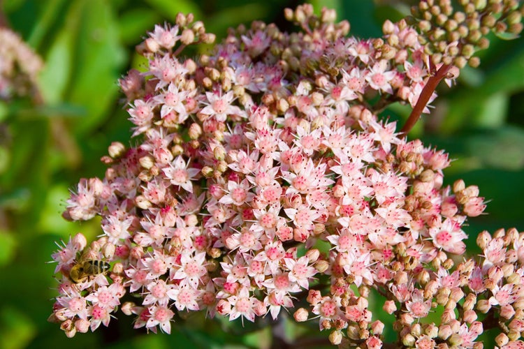 Sedum telephium 'Joyce Henderson', Fetthenne, ca. 9x9 cm Topf