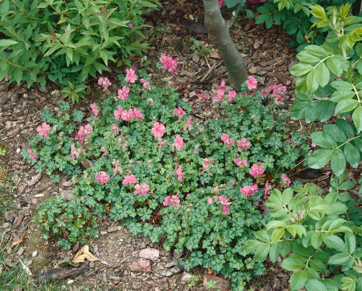 Geranium dalmaticum 'Bressingham Pink', rosa, ca. 9x9 cm Topf