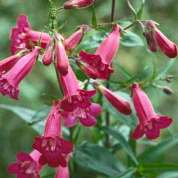 Aufnahme von Bartfadenblüten