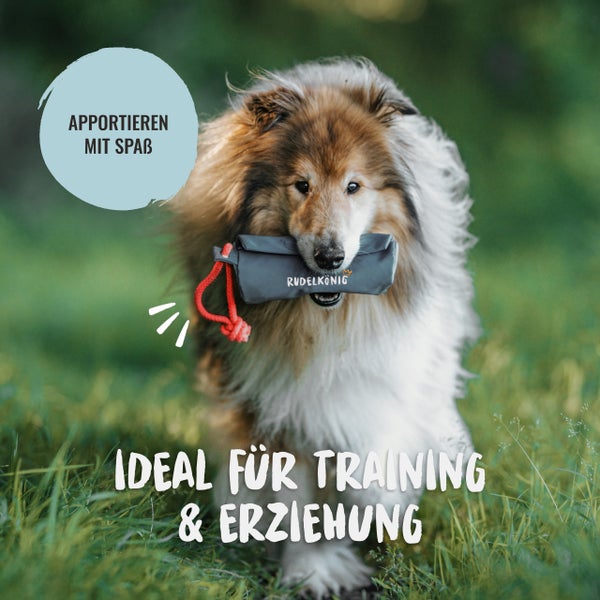 Hund apportiert Rudelkönig Dummy auf einer Wiese