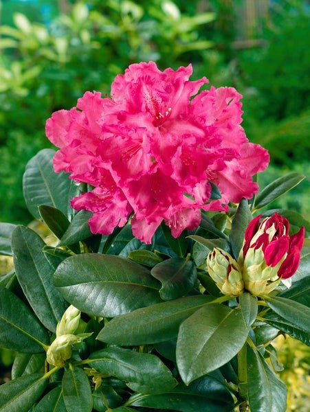 Rhododendron mit pinkfarbenen Blüten und grünen Blättern