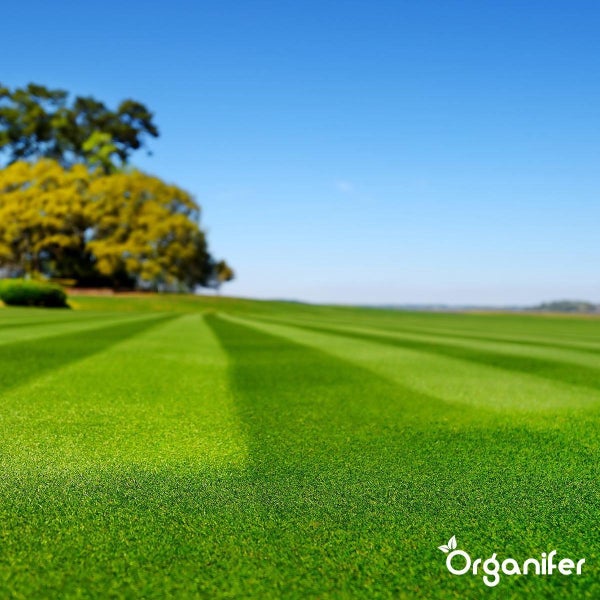 Kalkdünger mit Magnesium (40x = 800 kg für 16.000 m2) - Organifer