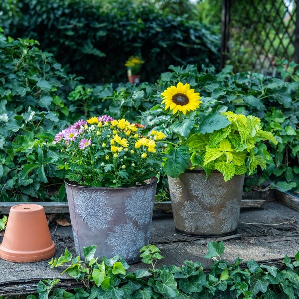 Zwei Pflanztöpfe mit Blattrelief im Garten stehen auf einer Holzfläche, umgeben von blühenden Blumen und Efeu.