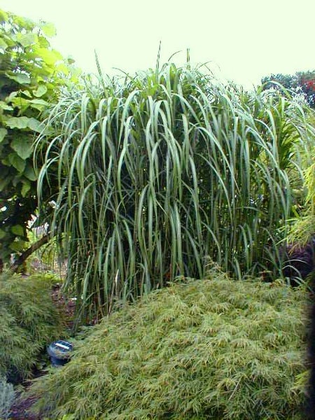 4 x Riesen Chinaschilf, ideal als Hecke und Sichtschutz, Miscanthus giganteus