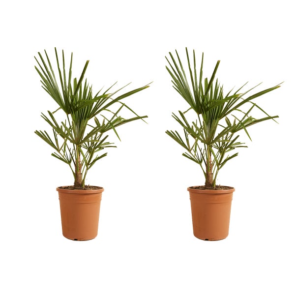 2x Trachycarpus Fortunei - Chinesische Fächerpalme - Palme - Winterhart - ⌀21 cm - ↕60-70 cm