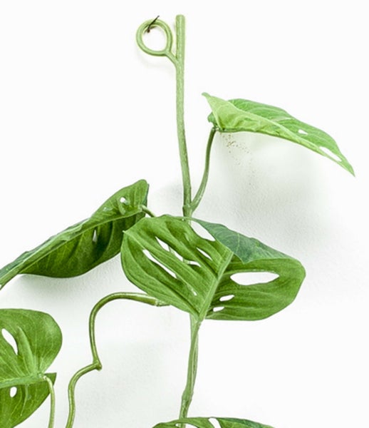 Künstliche Monstera Adansonii Hängeranke mit grünen gefensterten Blättern aus Kunststoff.