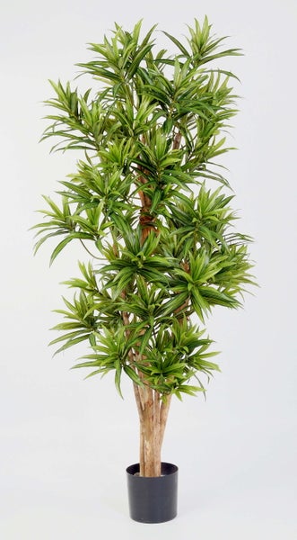 Künstliche Dracaena im schwarzen Kunststofftopf mit Echtholzstämmen und grün-gelben Blättern.