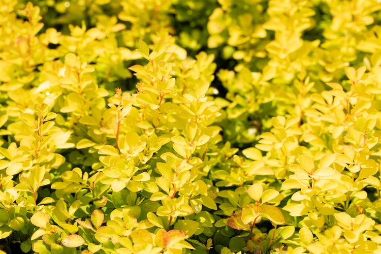 Berberis thunbergii 'Maria', Heckenberberitze, gelbgrün, 30–40 cm