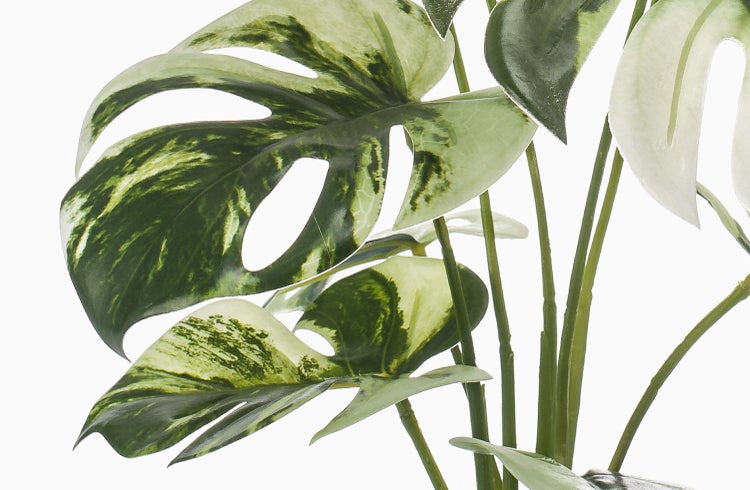 Künstliche Pflanze in schwarzem Kunststofftopf mit mehreren braunen Stämmen und grünen Stielen.