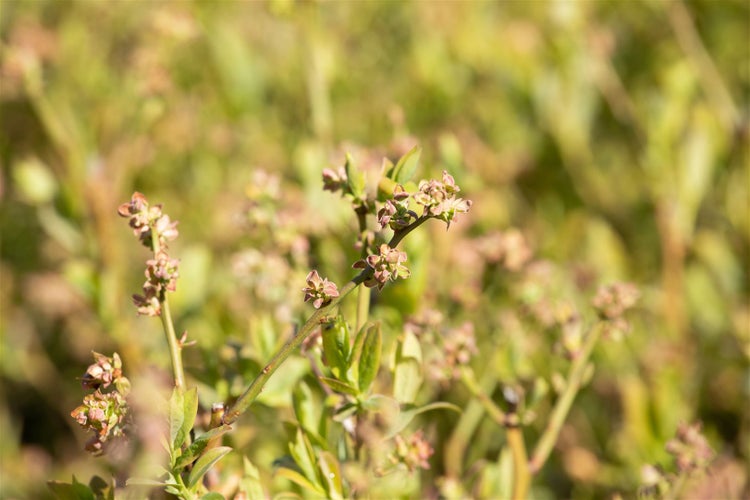 Nahaufnahme einer Blaubeerpflanze mit frischen Knospen und jungen Blättern im Frühjahr.