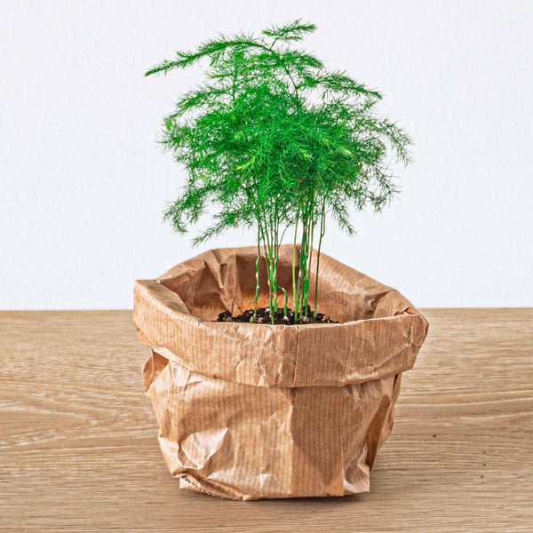 Green Your Bottle Set für Deinen Flaschengarten ohne Glas 5 Pflanzen (Ficus Calathea Asparagus 2x Fittonia)