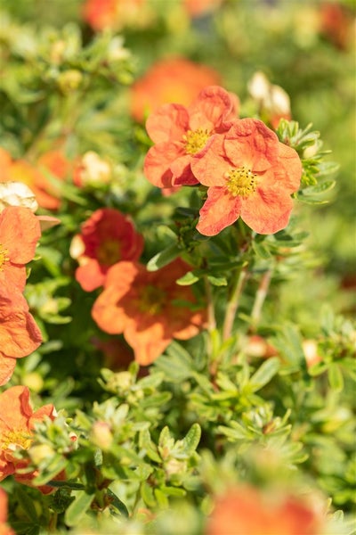Potentilla 'Red Ace', Fingerstrauch, leuchtend rot, ca. 9x9 cm Topf
