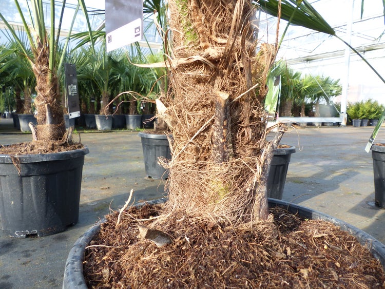 Trachycarpus fortunei 140 - 170 cm Palme Hanfpalme, winterhart bis -18°C