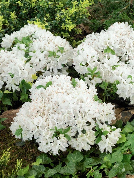 Blühender Rhododendron mit weißen Blüten im Garten.