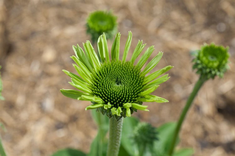 Nahaufnahme einer grünen Echinacea Knospe