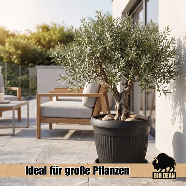 Ein Olivenbaum in einem grossen, runden Kunststoffpflanzgefäss mit gerippter Struktur auf einer Terrasse mit Gartenmöbeln.