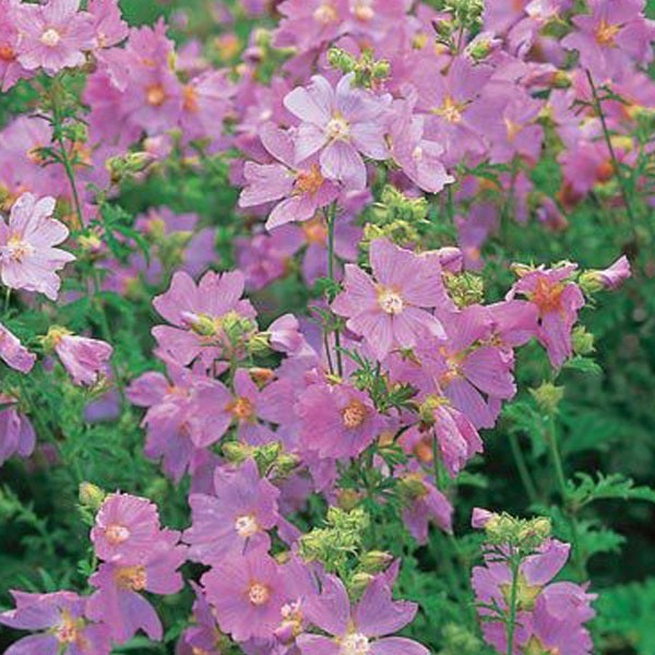 Blütenmeer mit Lavatera trimestris, auch bekannt als Trichtermalve