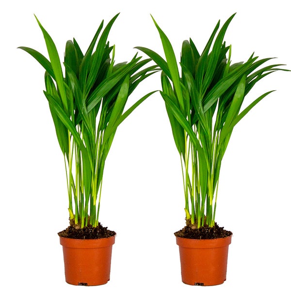 2x Dypsis Lutescens - Goldpalme - Zimmerpflanze - Pflegefreundlich – ⌀10,5 cm - ↕25-30 cm