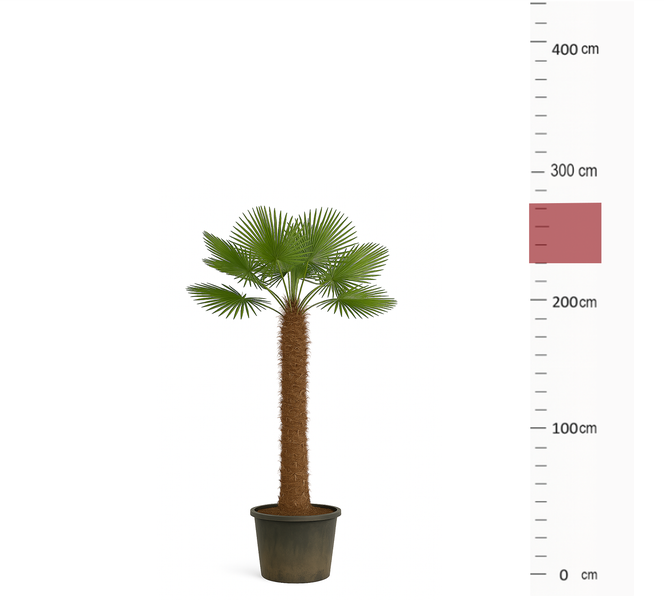 Palme Trachycarpus Fortunei ca. 250 cm Höhe Winterhart –19 °C