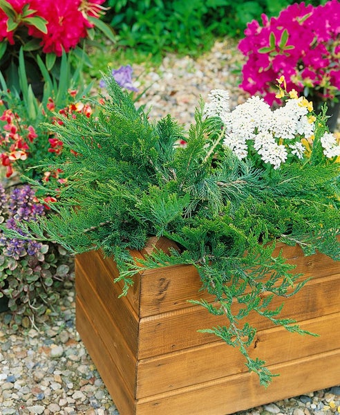 Holzkasten bepflanzt mit Zypressen und Blumen