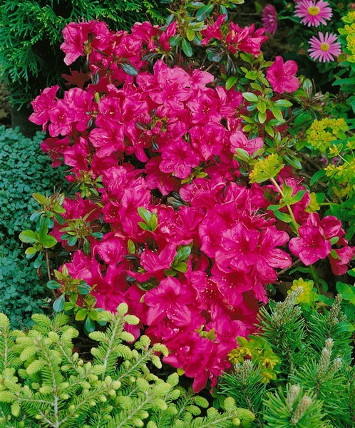 Rhododendron obtusum 'Hino-crimson', leuchtend rot, 20–25 cm