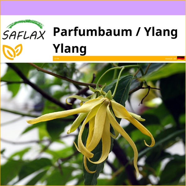 SAFLAX  - Parfumbaum / Ylang Ylang - Cananga odorata - 10 Samen