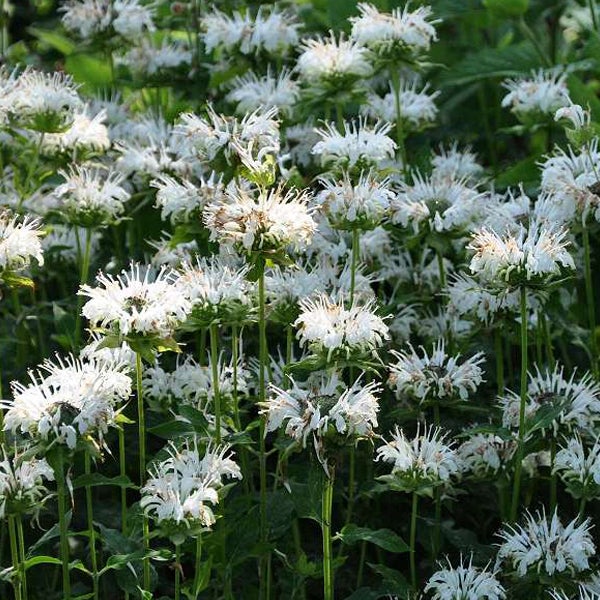 Nahaufnahme von weißen Indianernessel-Blüten im Garten.