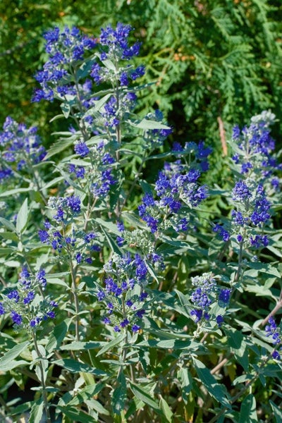 Caryopteris clandonensis 'Dark Knight', Bartblume, blau, 40–60 cm