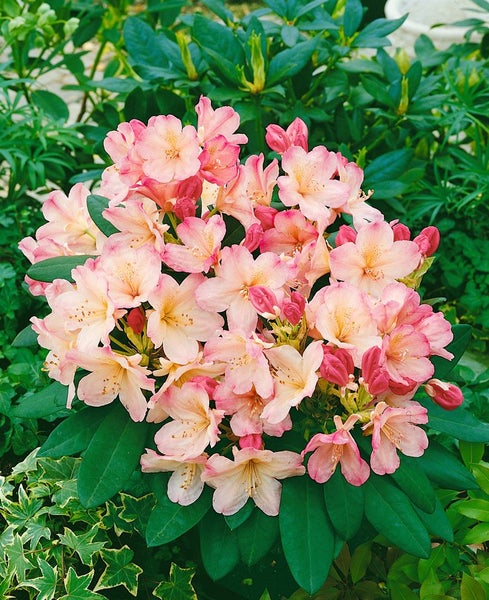 Rhododendron yakushimanum 'Percy Wiseman', rosa-weiß, 30–40 cm