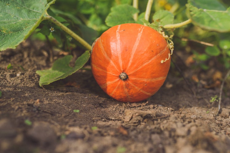 SAFLAX Garden to go - BIO - Kürbis - Hokkaido - Cucurbita maxima - 5 Samen - Mit Topf, Klima - Deckel und Anzuchtsubstrat