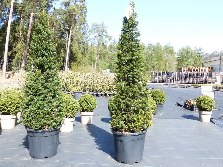 Taxus Baccata 150-160 cm Pyramide Formschnitt, Formgehölz, Säule, Buchsbaum Ersatz