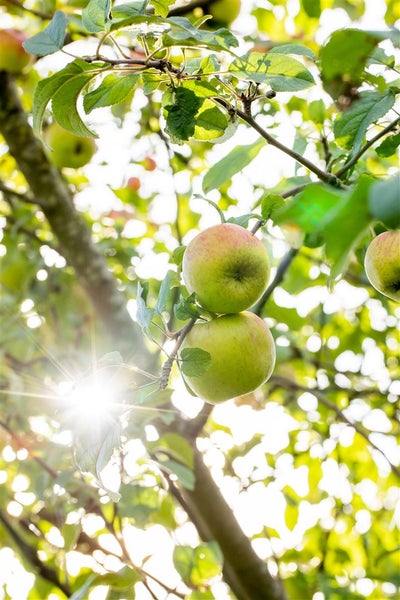 Apfelbaum mit reifen Äpfeln und Blättern im Sonnenlicht