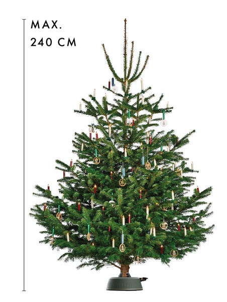 Geschmückter Tannenbaum mit einer maximalen Höhe von 240 cm.