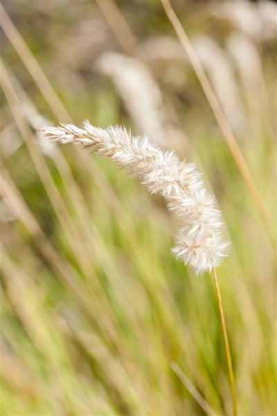 Melica ciliata, Perlgras, ca. 9x9 cm Topf, zierlich