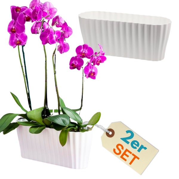 Orchidee im weißen Pflanzgefäß im 2er Set