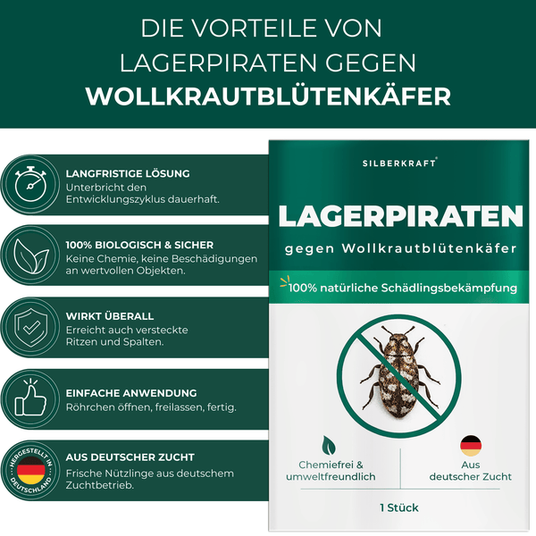 Silberkraft Lagerpiraten gegen Wollkrautblütenkäfer: Vorteile und natürliche Schädlingsbekämpfung aus deutscher Zucht.