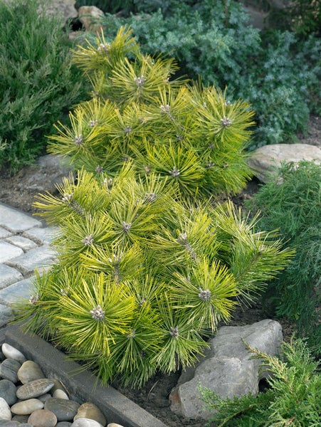 Gelbe Zwergkiefer in einem Garten