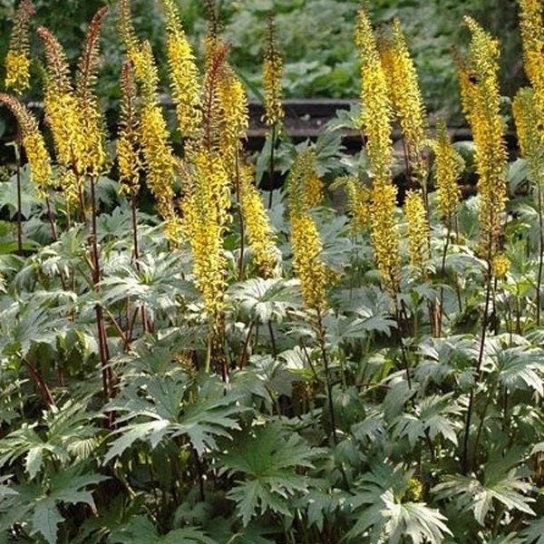 Goldkerze im Gartenbeet