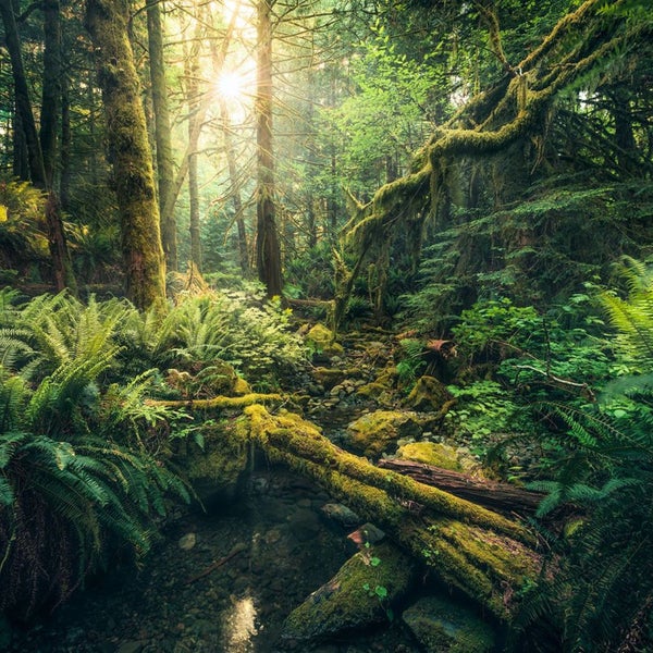 Sonnendurchfluteter Wald mit Farnen und einem Bach