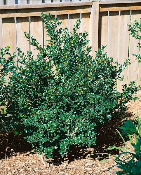 Stechpalme im Garten mit Holzzaun im Hintergrund