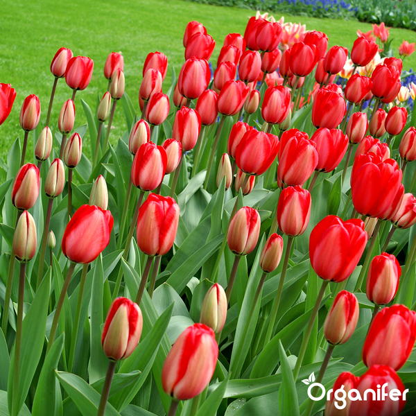 Ein Blumenbeet mit vielen roten Tulpen auf grünen Stielen und Blättern im Frühling.