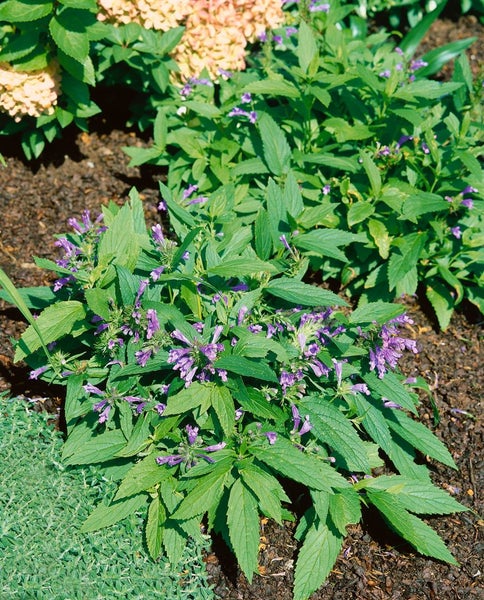 Nahaufnahme einer Nepeta-Pflanze mit grünen Blättern und lila Blüten im Garten.