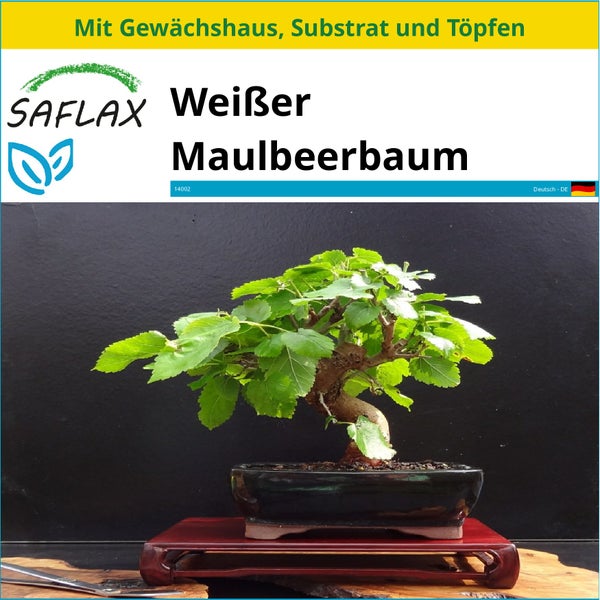 SAFLAX Anzucht Set - Weißer Maulbeerbaum - Morus alba - 200 Samen - Mit Mini-Gewächshaus, Anzuchtsubstrat und 2 Töpfen