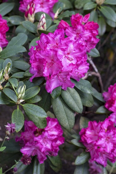 Rhododendron Hybr. 'Walküre', rosa Blüten, 40–50 cm