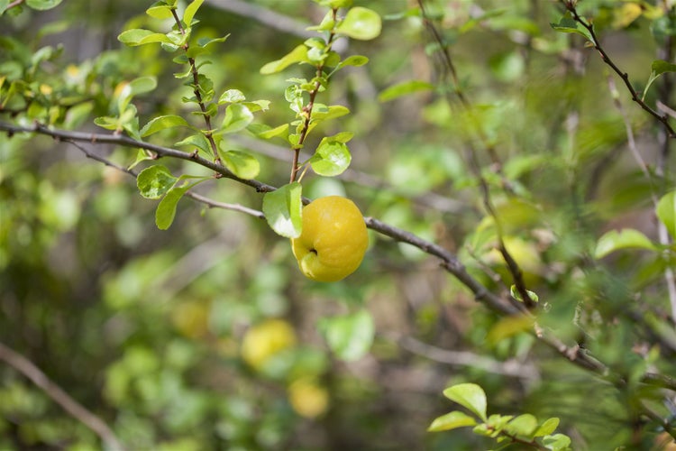 Chaenomeles japonica 'Cido', Zierquitte, gelb, 40–60 cm