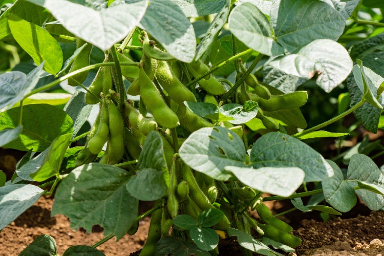 SAFLAX Garden to go - BIO - Bohne - Edamame - Glycine max (L.) Merr. - 8 Samen - Mit Topf, Klima - Deckel und Anzuchtsubstrat