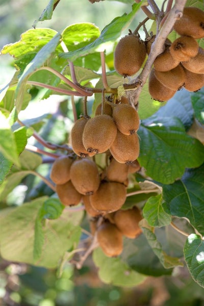 Actinidia arguta, Kiwi, 60–100 cm, winterhart
