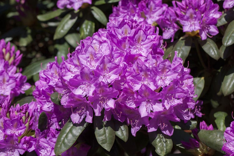 Rhododendron 'Roseum Elegans', rosa Blüten, 50–60 cm