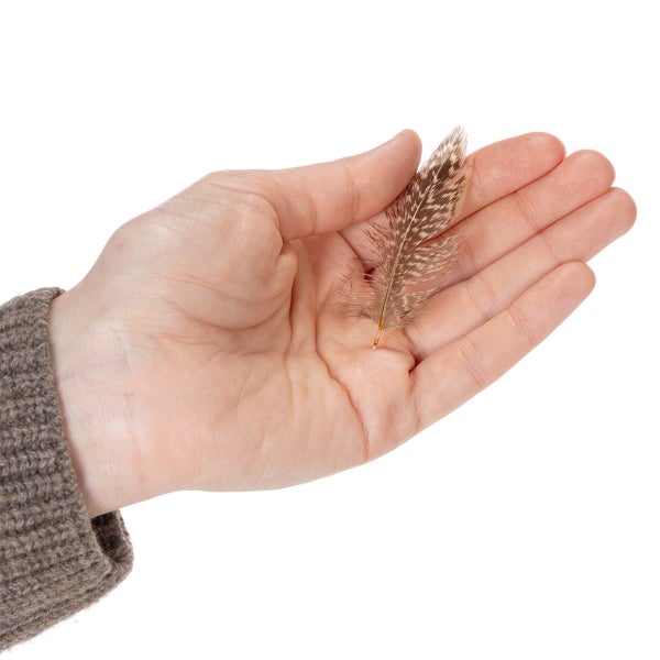 Gemusterte Naturfeder in einer Handfläche zum Größenvergleich.